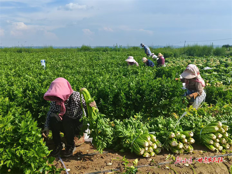 現(xiàn)場(chǎng)采收芹菜