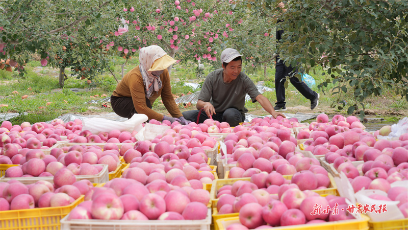 果農在果園里分選蘋果