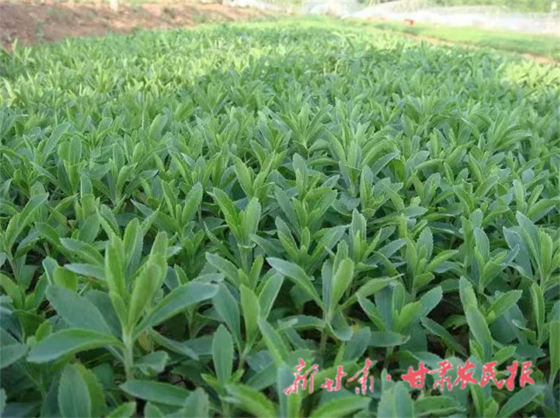 肅州區